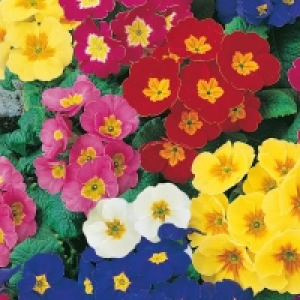 Primrose (Primula) Mix 10.5cm Spring Bedding Plants