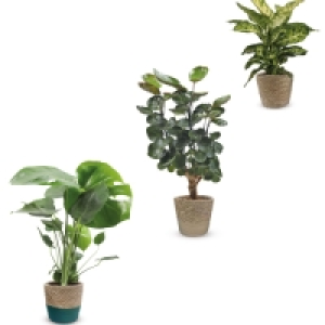 Aldi  Roots & Blooms Foliage Basket