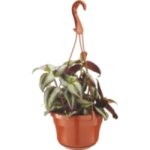 Roots & Blooms Hanging Pots