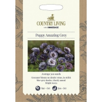 Homebase  Country Living Poppy Amazing Grey Seeds
