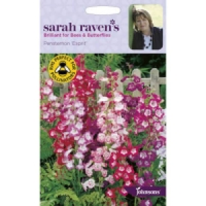 Sarah Ravens Penstemon Esprit Seeds