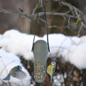 InExcess  Singing Friend Hello Max Bird Feeder