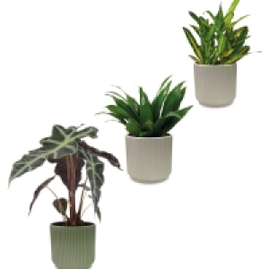 Roots & Blooms House Plant