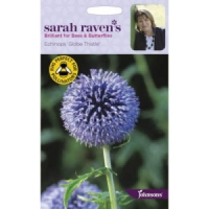 Homebase  Mr. Fothergills Echinops Globe Thistle Seeds