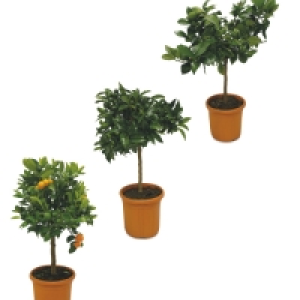 Aldi  Citrus Plants