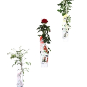 Roots & Blooms Climbing Plants
