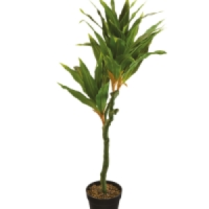 Aldi  Large House Plant