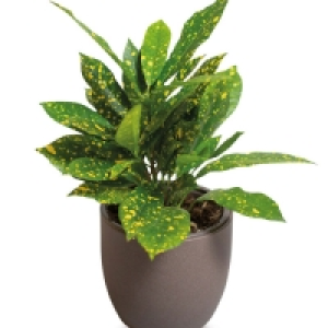 Aldi  Premium Foliage Mix