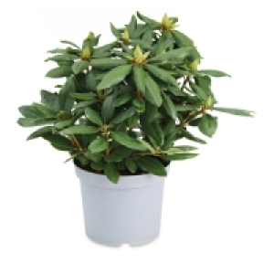 Ornamental Rhododendron