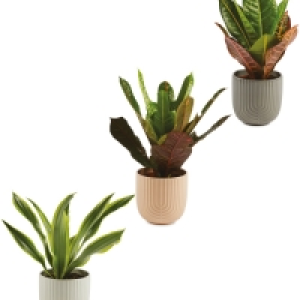 Aldi  Foliage in Ceramic 12cm