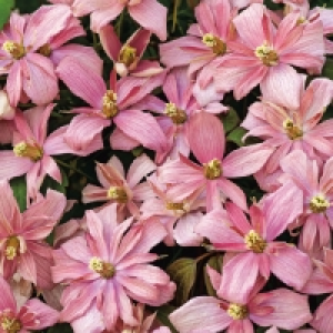 Aldi  Roots & Blooms Spring Clematis