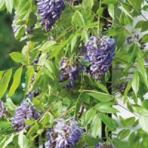 Wisteria Amethyst Falls