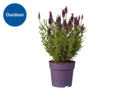 French Lavender