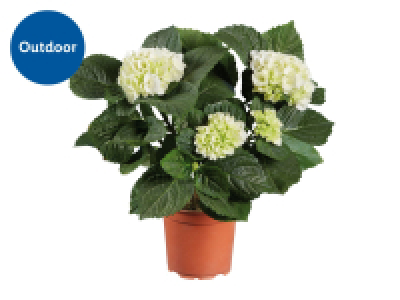 Lidl  Hydrangea