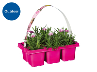 Dianthus Pink Kisses