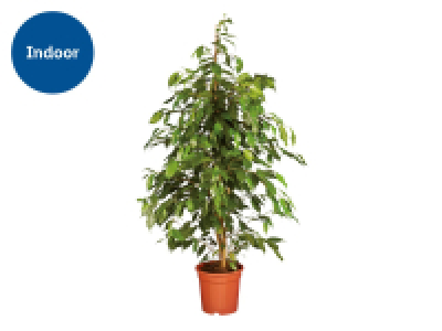 Lidl  Large Houseplant