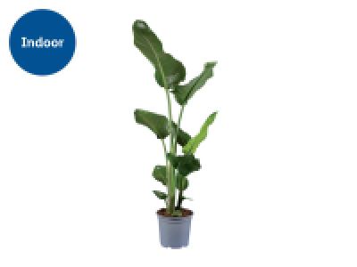 Banana Plant