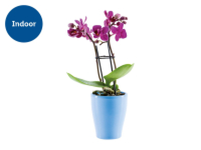 Mini Orchid in Ceramic
