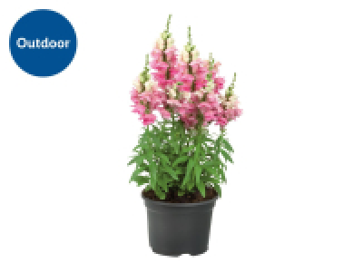Large Perennial