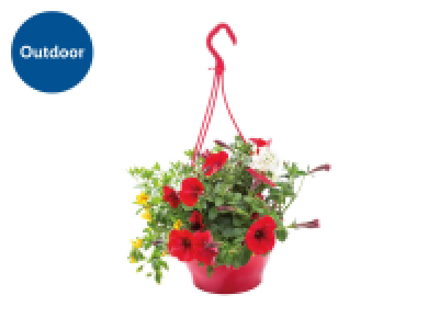 Hanging Baskets