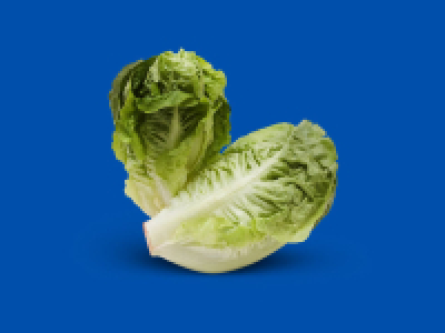 Little Gem Lettuce