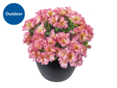 Lidl  Alstromeria
