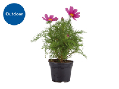 Assorted Flowering Plants