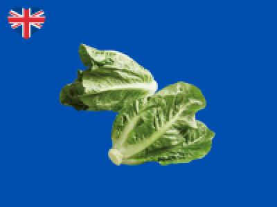 Romaine Hearts