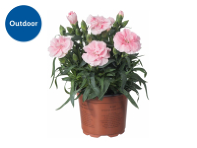 Dianthus