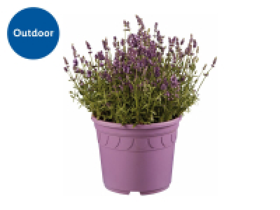 Giant Lavender