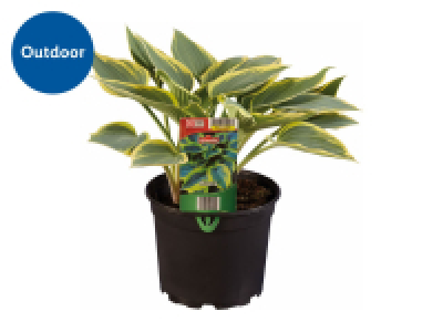 Hosta