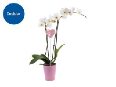 Orchid in Ceramic