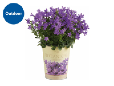 Lidl  Campanula