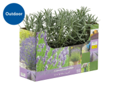 Lidl  English Lavender