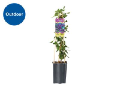 Lidl  Assorted Clematis