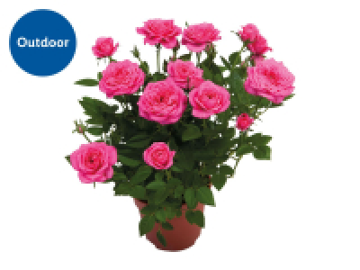 Lidl  Mini Rose