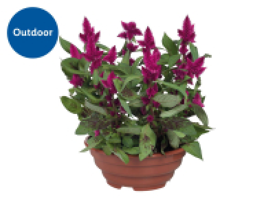 Flowering Plants in Bowl