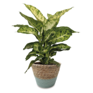 Foliage Basket