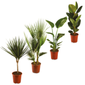 Aldi  Large House Plant