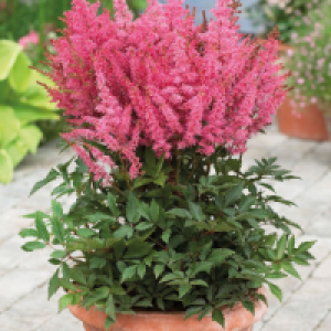 Aldi  Roots & Blooms Astilbe 3L