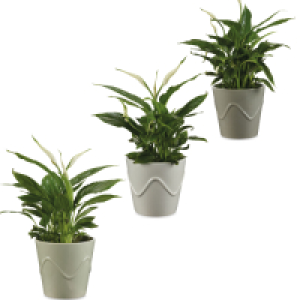 Peace Lily in Ceramic