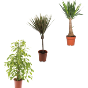 Aldi  Roots & Booms Large House Plant