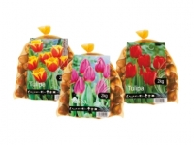 Tulip Bulbs