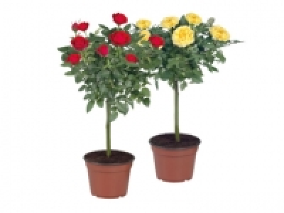 Standard Rose £3.99