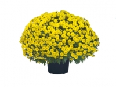 Chrysanthemum Bush