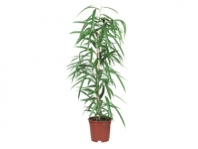 Large Green Houseplants