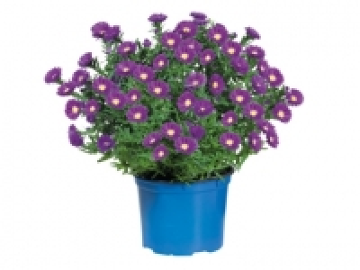 Autumn Aster