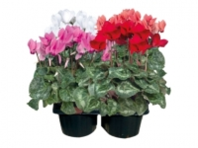 British Cyclamen £2.99