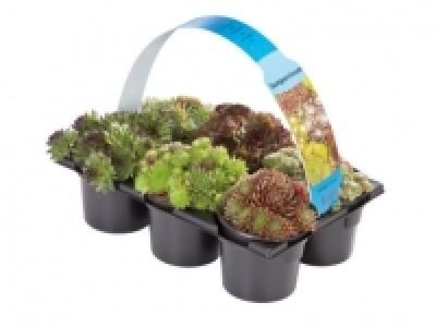 Sempervivum