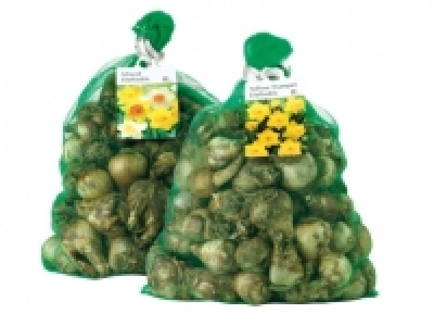 Daffodil Bulbs